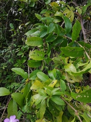 Bignonia binata