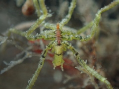 Ammothea hilgendorfi