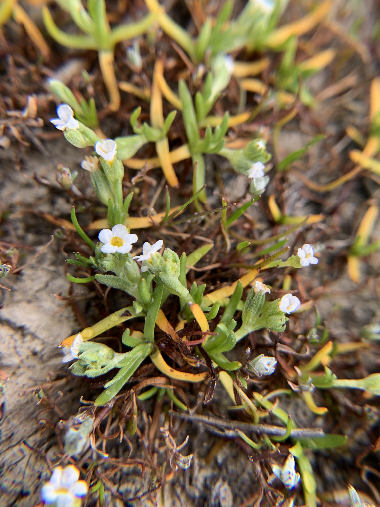 Plagiobothrys