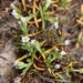 Plagiobothrys - Photo (c) dsommer, algunos derechos reservados (CC BY-NC)