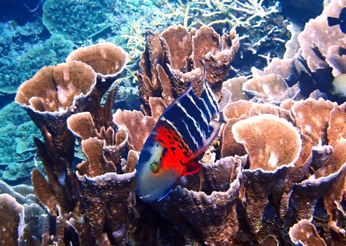 Cheilinus fasciatus