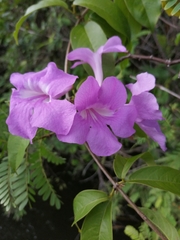 Bignonia binata