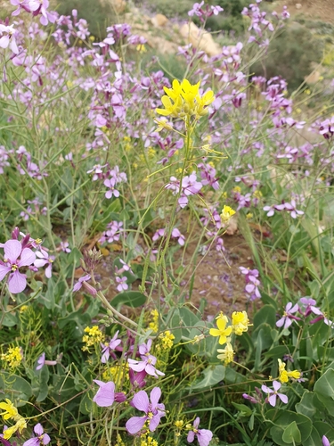 Diplotaxis harra (Diplotaxis harra)
