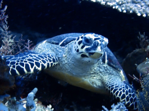 Hawksbill Sea Turtle — seen at this dive site