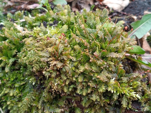 Maidenhair Pocket Moss (Fissidens adianthoides)