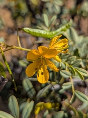 Senna cumingii, photograph (c) Cochi González, some rights reserved (CC BY)