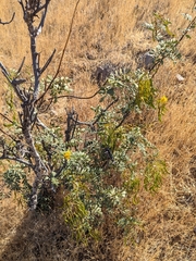 Senna cumingii, photograph (c) Cochi González, some rights reserved (CC BY)