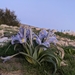 Iris regis-uzziae - Photo 由 yoavram 所上傳的 (c) yoavram，保留部份權利CC BY-NC