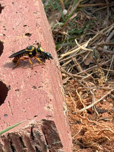 Unknown species found near Stovall Rd, Kokomo, MS, US