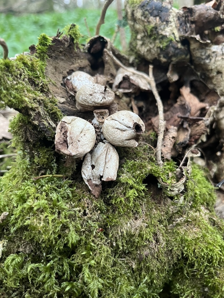 Apioperdon pyriforme · March 2026 · photo: © clarko13 (iNaturalist, cc0)