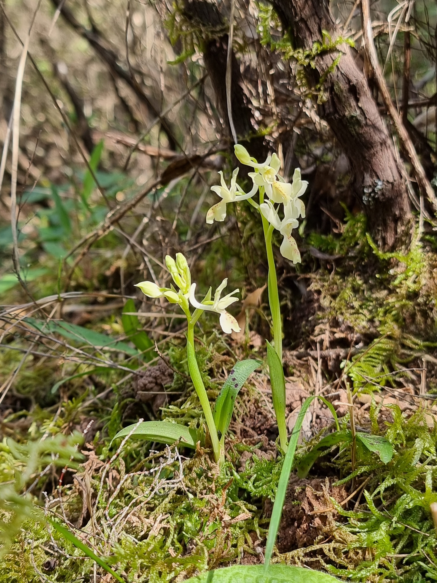 Orquídea de Provenza