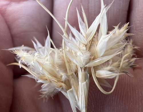 Fluffgrass (Dasyochloa pulchella)