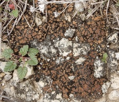 Clavascidium lacinulatum