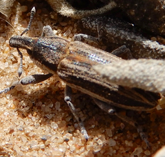 Scaphomorphus