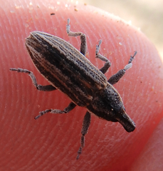 Scaphomorphus