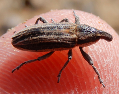 Scaphomorphus