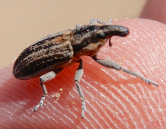 Scaphomorphus