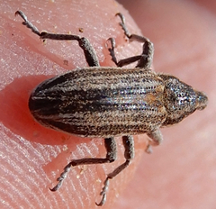 Scaphomorphus