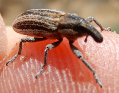 Scaphomorphus