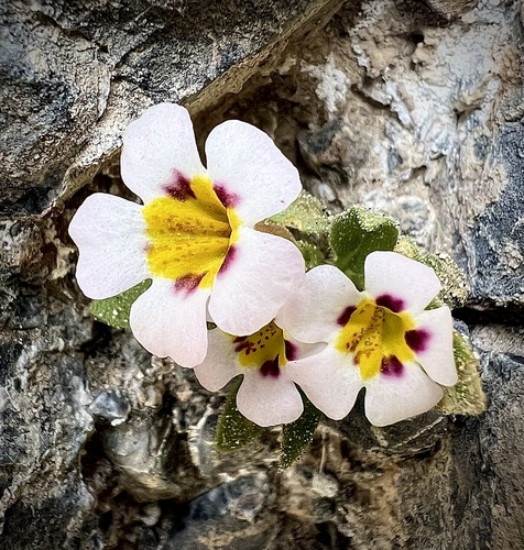 Death Valley monkeyflower (Diplacus rupicola)