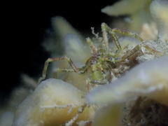 Ammothea hilgendorfi