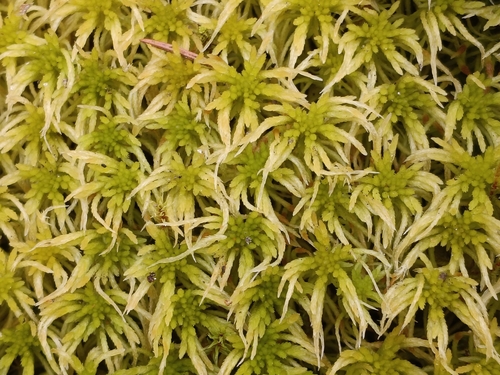 Girgensohn's Peatmoss (Sphagnum girgensohnii)