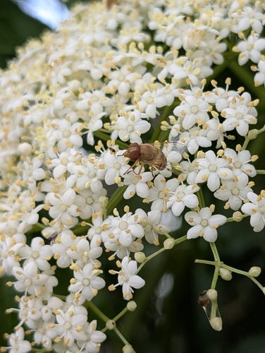 Unknown species found near Tamarac, FL 33321, USA