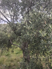 Olea europaea