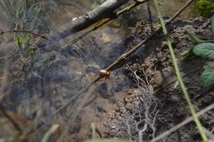 Rhizotrogus aestivus