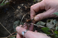 Rhizotrogus aestivus