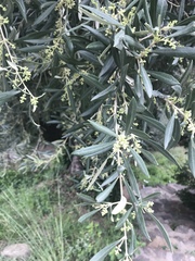 Olea europaea