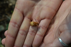 Rhizotrogus aestivus