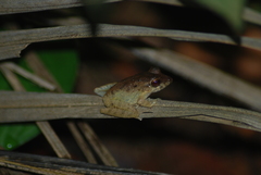 Craugastor fitzingeri