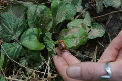 Rhizotrogus aestivus