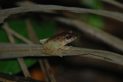 Craugastor fitzingeri