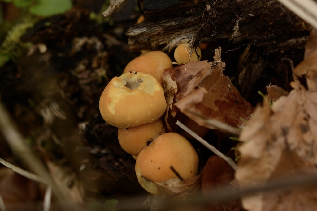 Hypholoma fasciculare · March 2026 · photo: © cryptomarasmius (iNaturalist, cc-by)