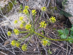 Tauschia arguta