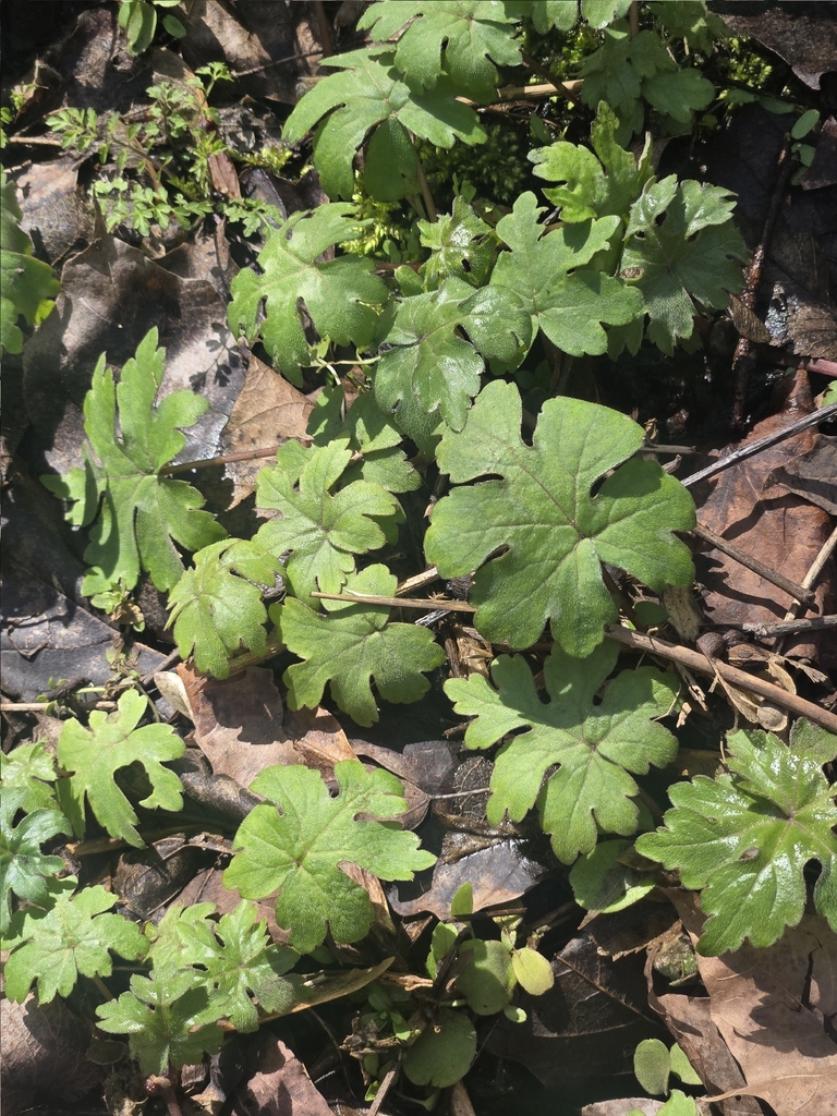 Broad-leaf Waterleaf from Plum, PA, USA on March 29, 2026 at 11:59 AM ...