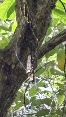Giant Golden Orbweaver