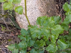 Tauschia arguta