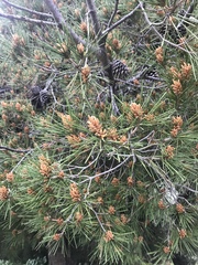 Pinus halepensis