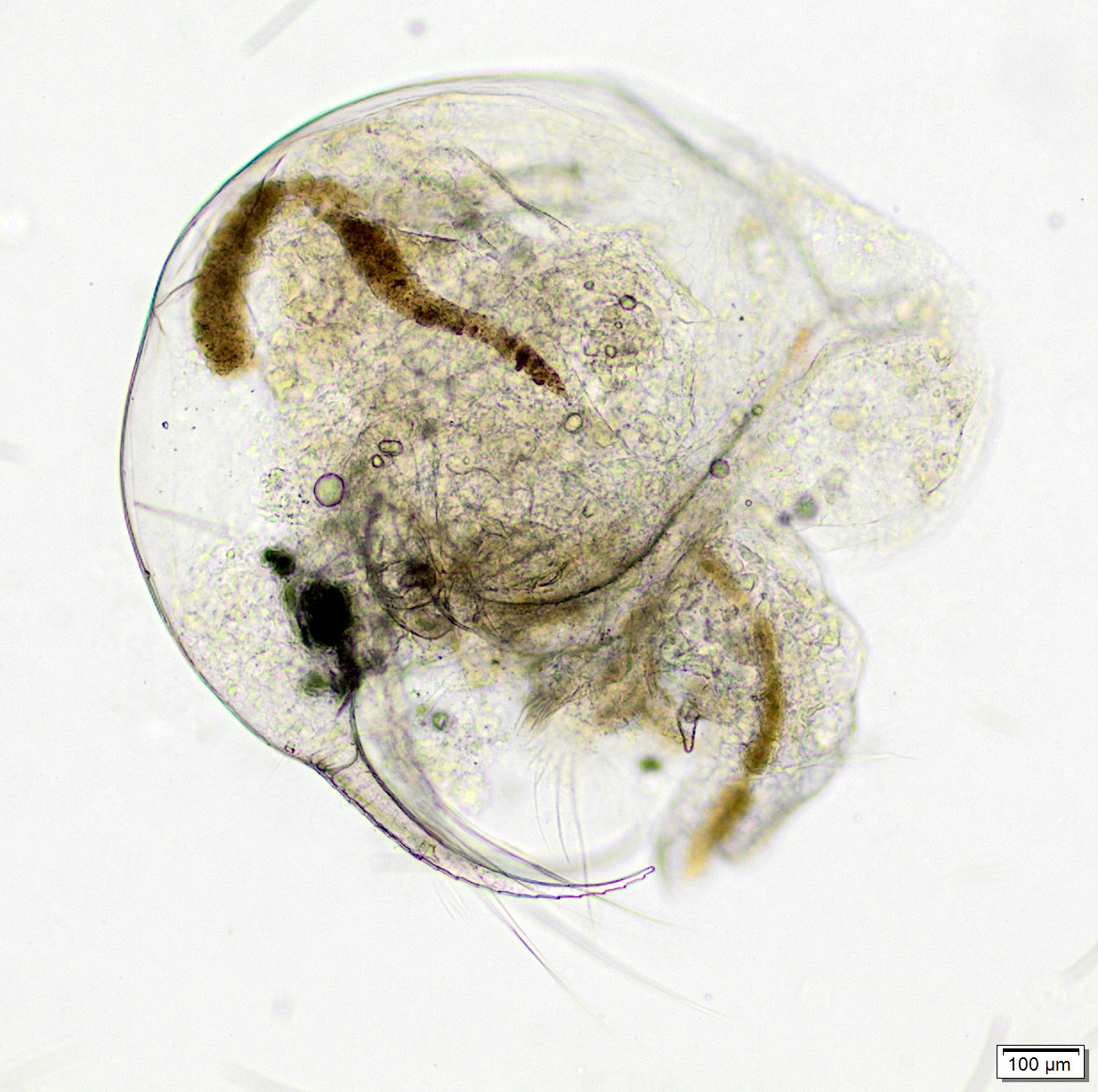 Bosmina longirostris (O.F.Müller, 1776)