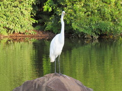 Ardea alba