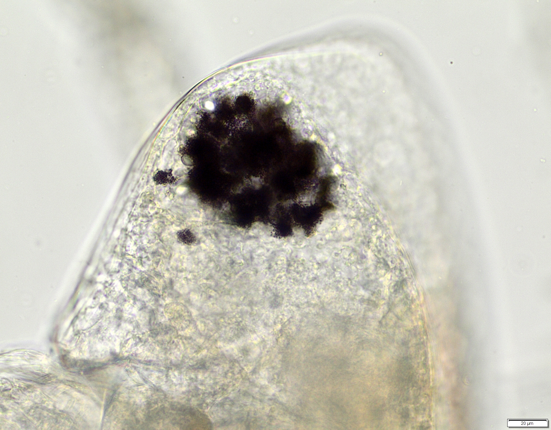 Daphnia galeata Sars, 1864
