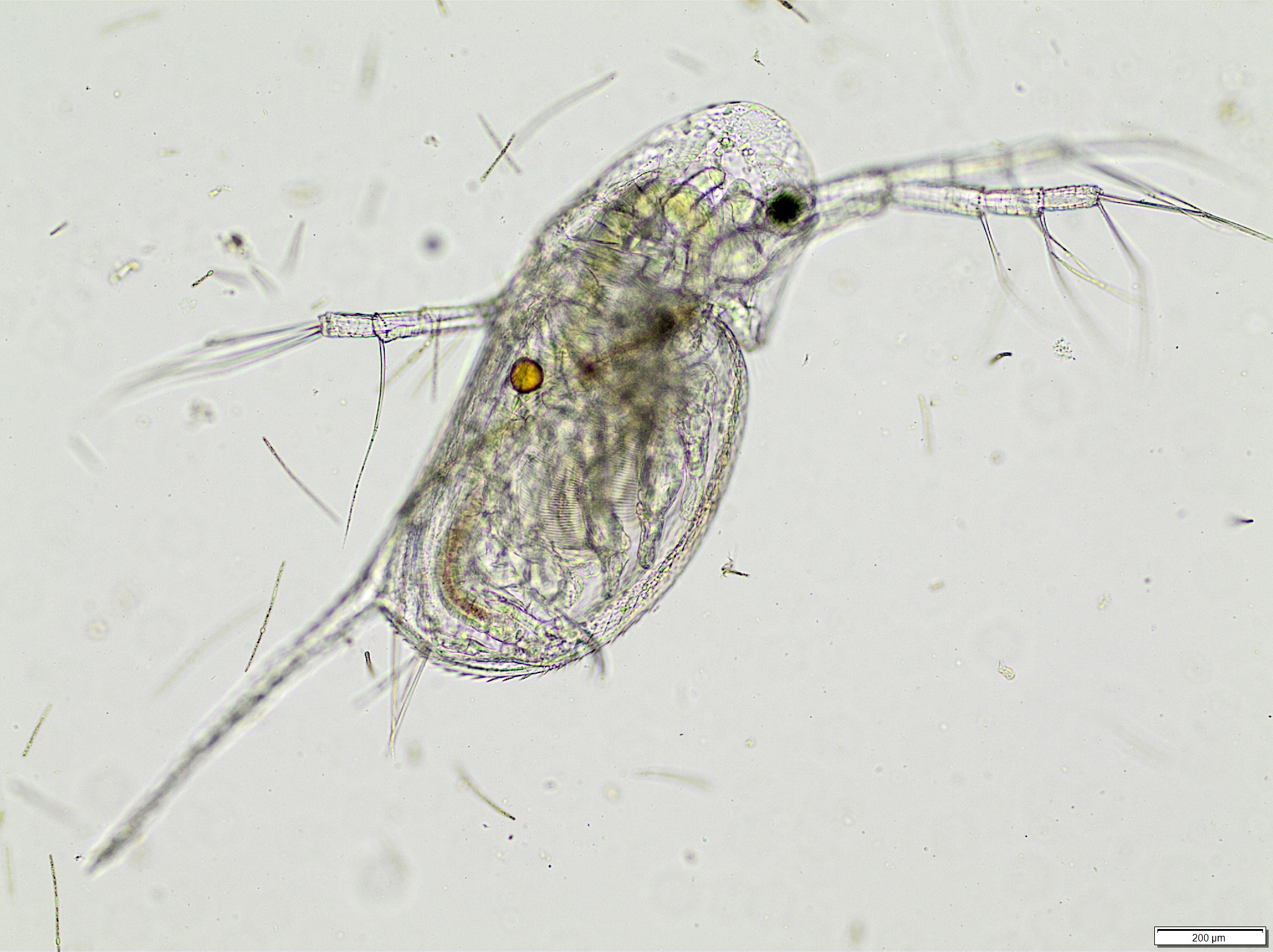 Daphnia galeata Sars, 1864