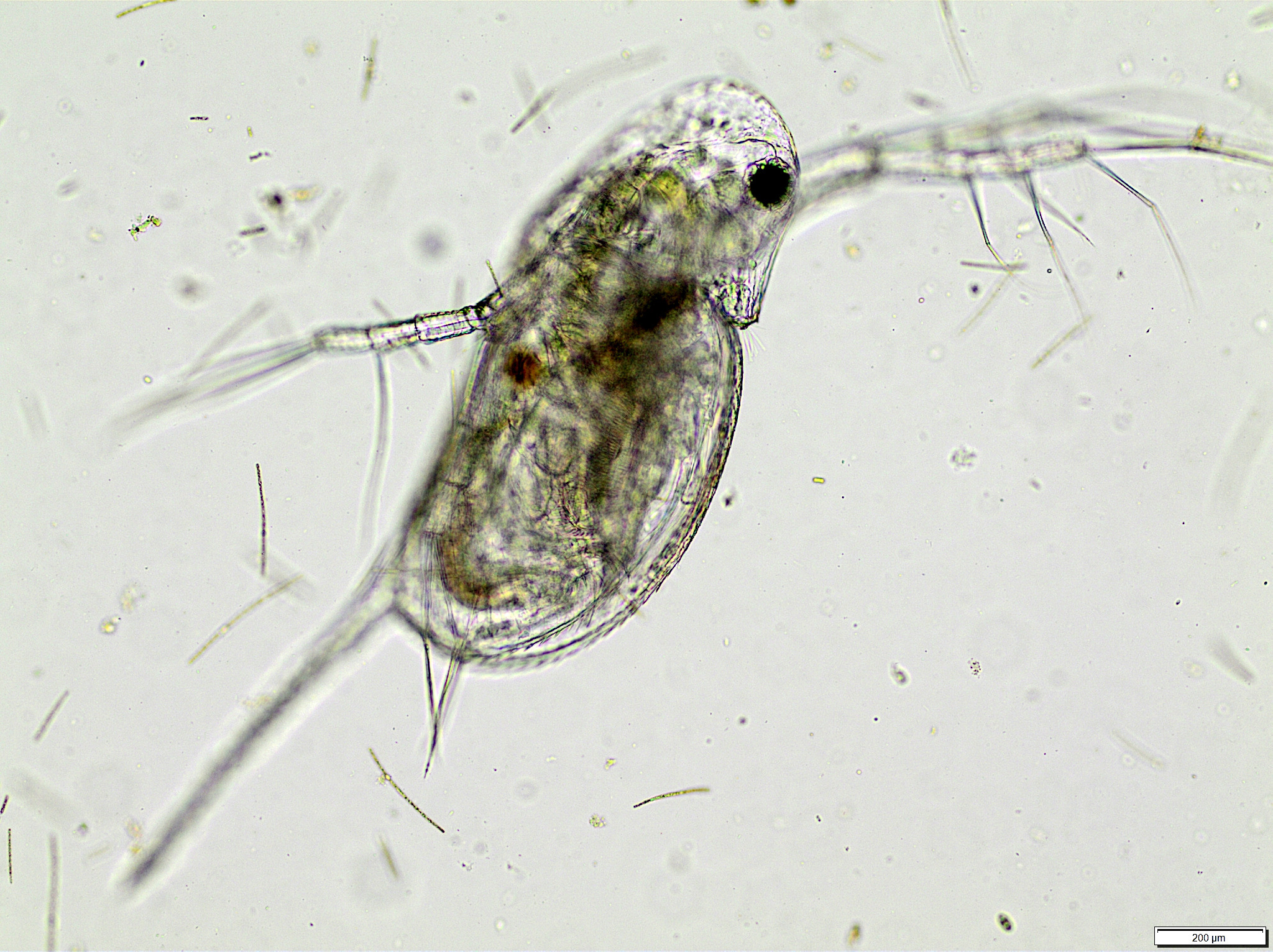 Daphnia galeata Sars, 1864
