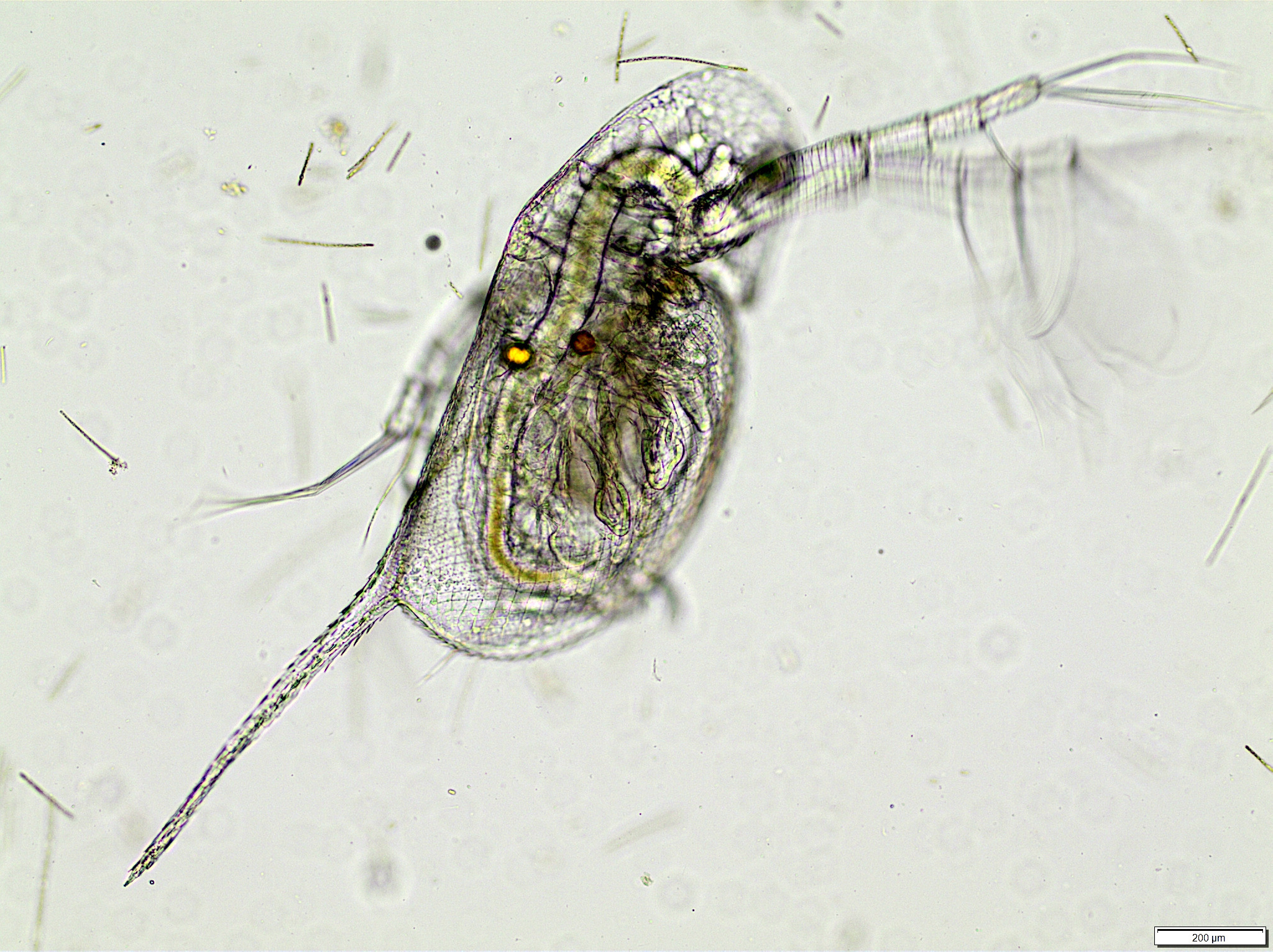 Daphnia galeata Sars, 1864
