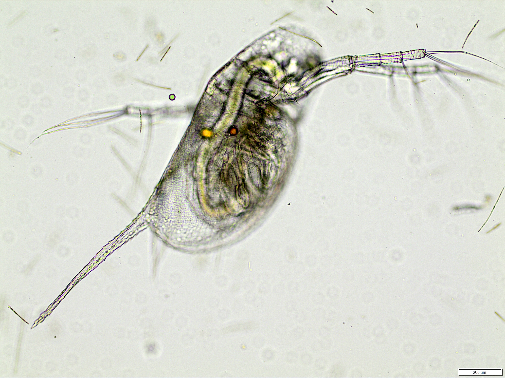 Daphnia galeata Sars, 1864