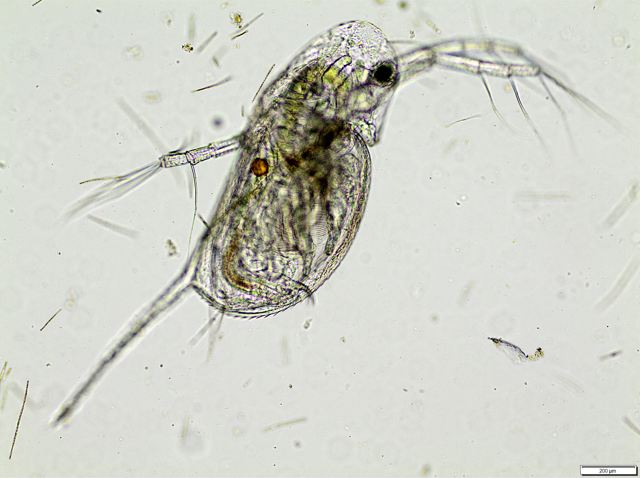 Daphnia galeata Sars, 1864