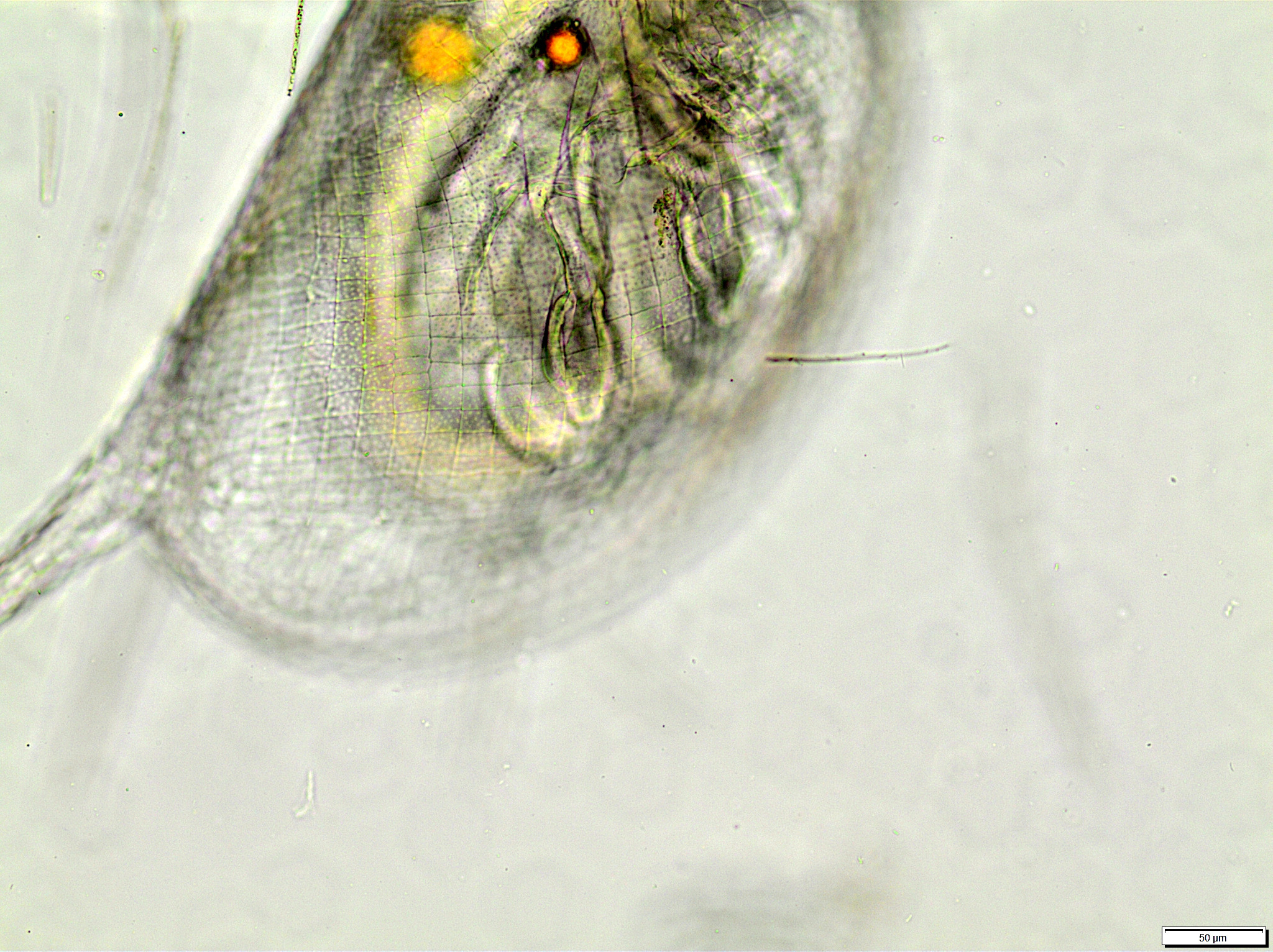 Daphnia galeata Sars, 1864